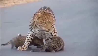 ? A leopard crossing the road with her cubs ?