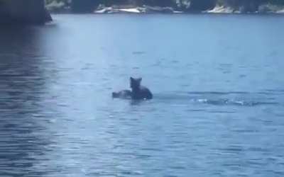 ? A momma bear swimming across a lake with her cub on her head ?