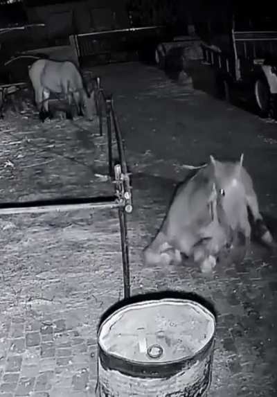This horsie is going places.