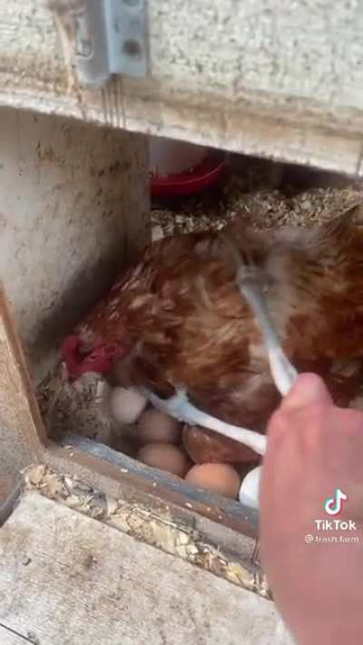 HENNIFER! GET YOUR RATCHET ASS OFF THEM EGGS!