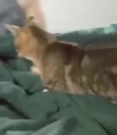 that face