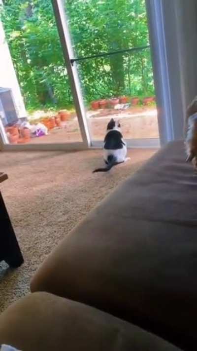 To catch a squirrel