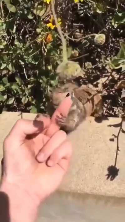 WCGW flipping off a squirrel