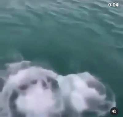 Jumping in the sea