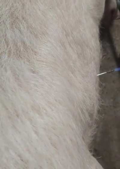 Treating bloat in Cows.?? Bloat is a digestive disorder that results from the build up of excessive gas,which can can ultimately lead to death. This method of treatment helps the cow by releasing methane &amp; the flames help the vet gauge the remaining g
