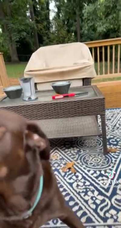 Zoomies in retaliation! How dare she take his chicken?!