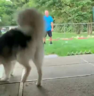 To brush the husky