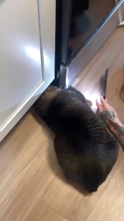 Cat helps to find rubber band