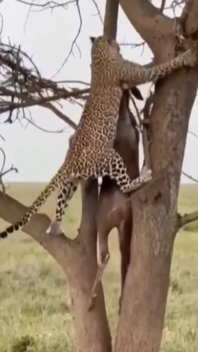 ? Insane power of a Leopard ?