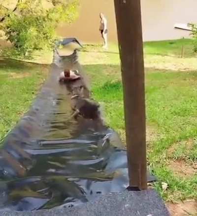 just a mistake and this dog is trapped in an adventure from which it will not be able to escape