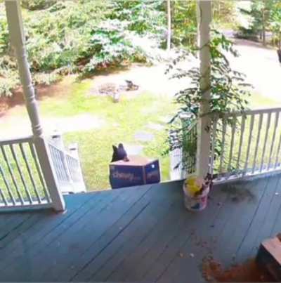 Porch Pirate ?