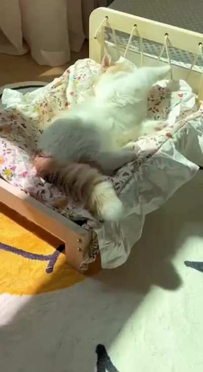 I think many even spend their days just like this cute cat❤️?