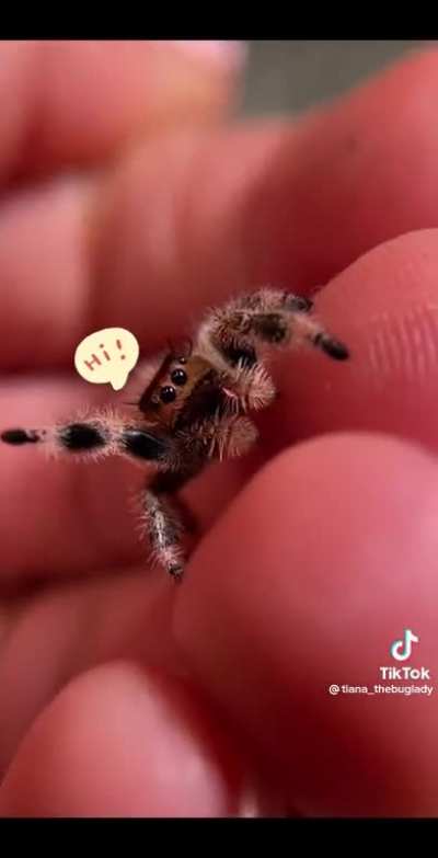 Jumping Spiders