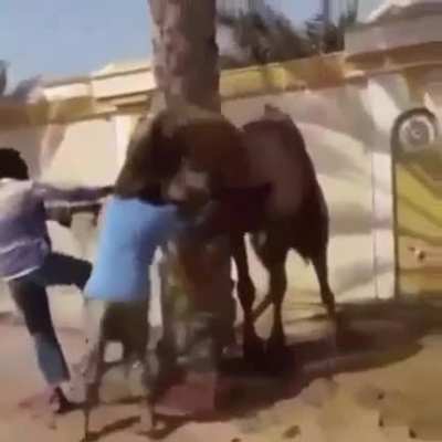 I’m not a camel sir