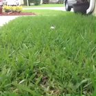 Smallest piglet bouncing through the grass