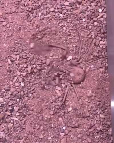 ? This six - eyed sand spider is burying herself