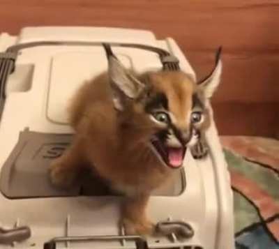 Aww! Hello little fella. How are you doing?