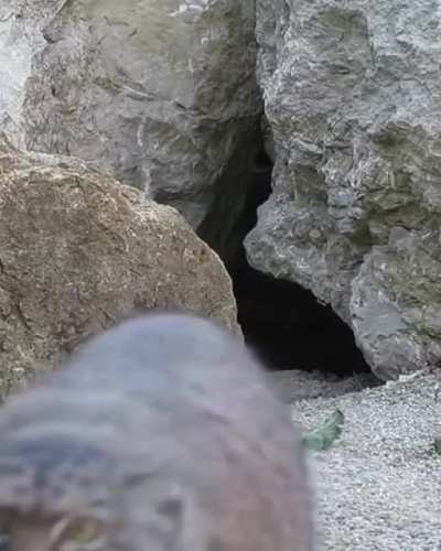 ? Pallas cat spotted something from its cave