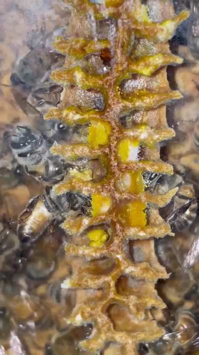 Bees unloading pollen ?