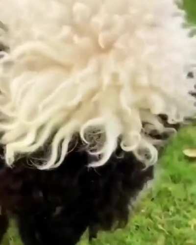 Snack time for this little sheep in Ireland ???