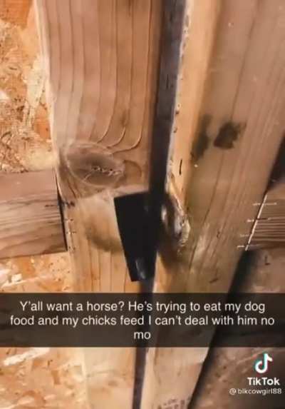 Anybody want a horse?