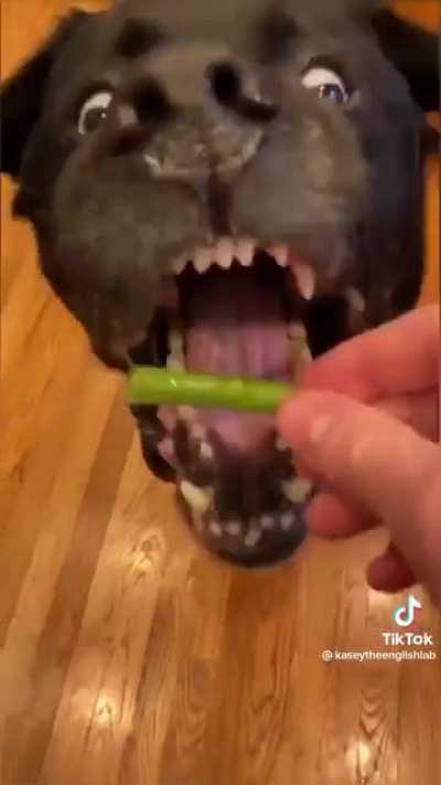 What a good boy