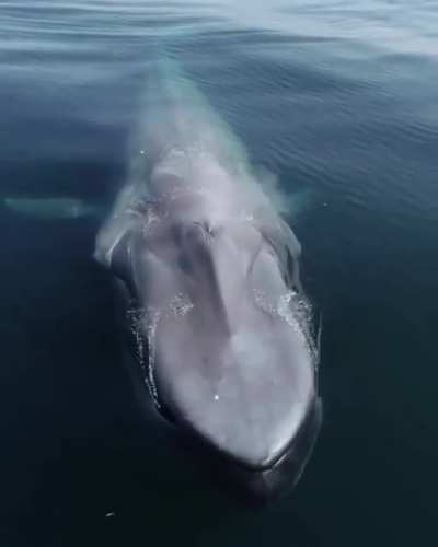 ? The Blue Whale
