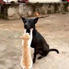 Cat and dog.