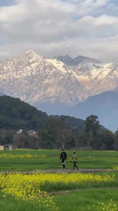 Mighty himalaya seen from Kangra valley, India.