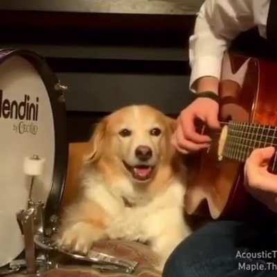 Pawfessional drummer ??
