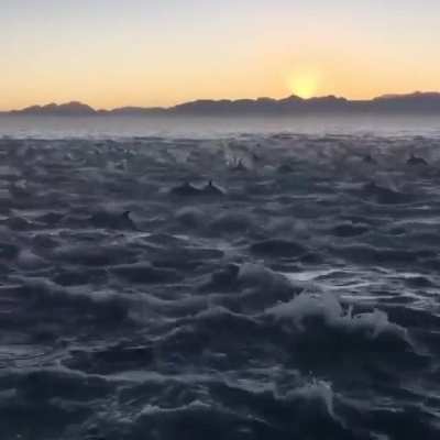 A massive pod of dolphins at False bay, South Africa.