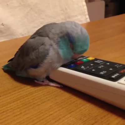 SlempingBirb