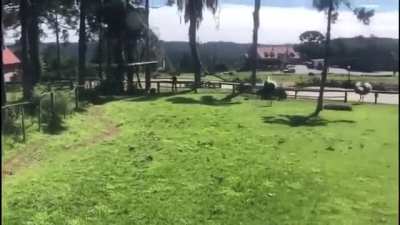 HMB while I get drunk and jump in the ostrich exhibit