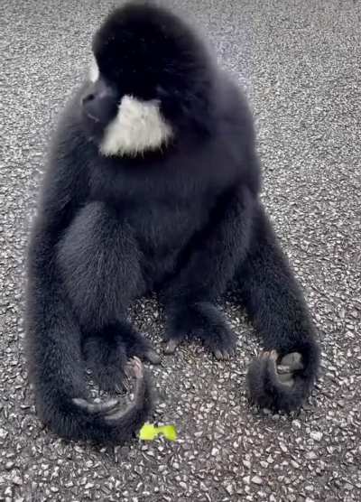 ? Grape Minds Think Alike: Primates Share a Sweet Moment