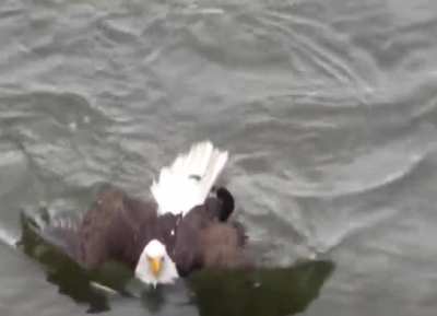 ? Did you know bald eagles can swim? But not in the way you'd think a bird would swim.