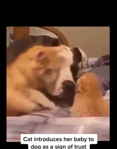Cat shows dog her kitten