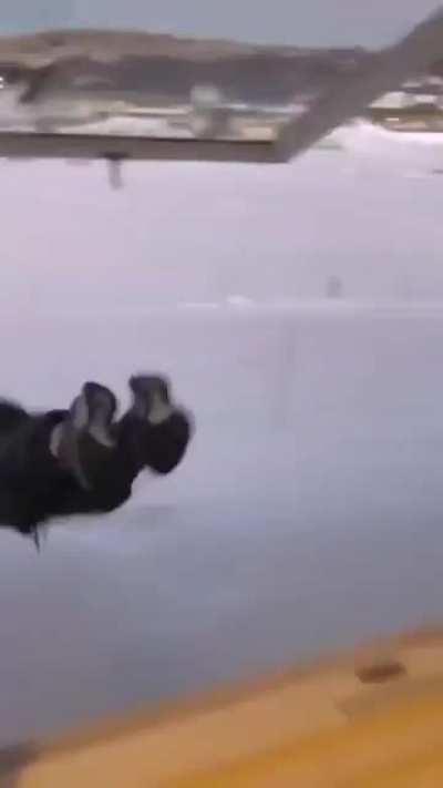 WCGW when trying to fly