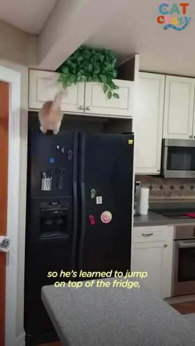 Food obsessed cat send to his "room"