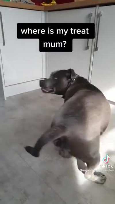Where’s my treat