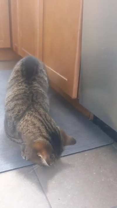 My cat attacks his own shadow.