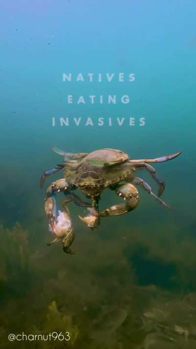 ? Native Blue Crab eats invasive Green Crab - Rhode Island, United States