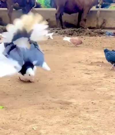 ? Pigeon Can Do Back Flips..