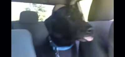 Little guy excited for the park