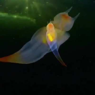 ?Sea angel (Clione limacina) found in the cold waters of the Arctic and North Atlantic Oceans.