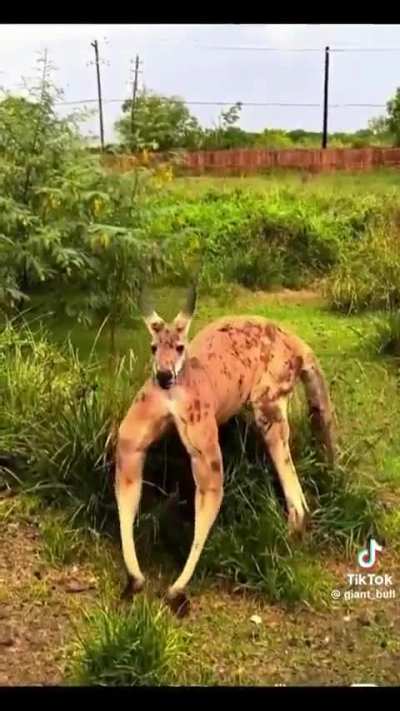 A ripped kangaroo flexing muscles ???