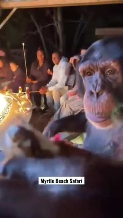 Return to monke