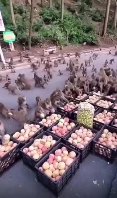 Monkey business ?