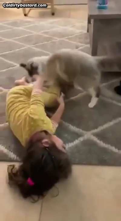 Cat attac