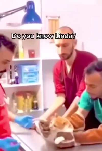 You have the wrong cat