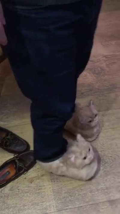 Someone didn’t like my slippers ?